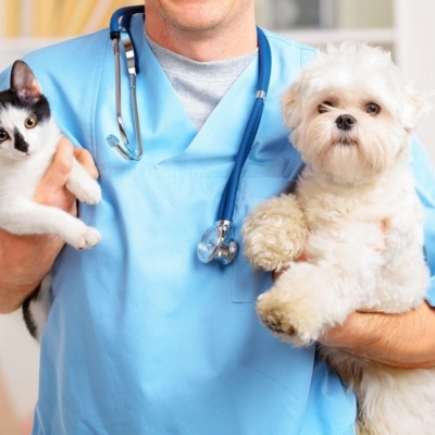 Veterinario